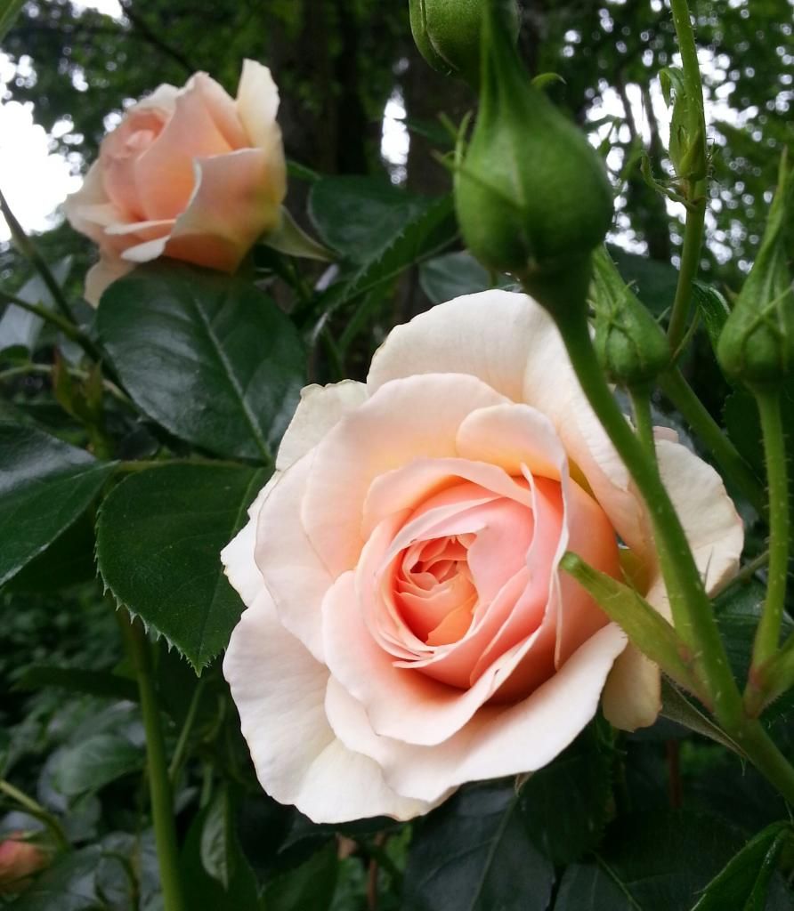  photo 20140604_123519-1_zpshm40qemk.jpg